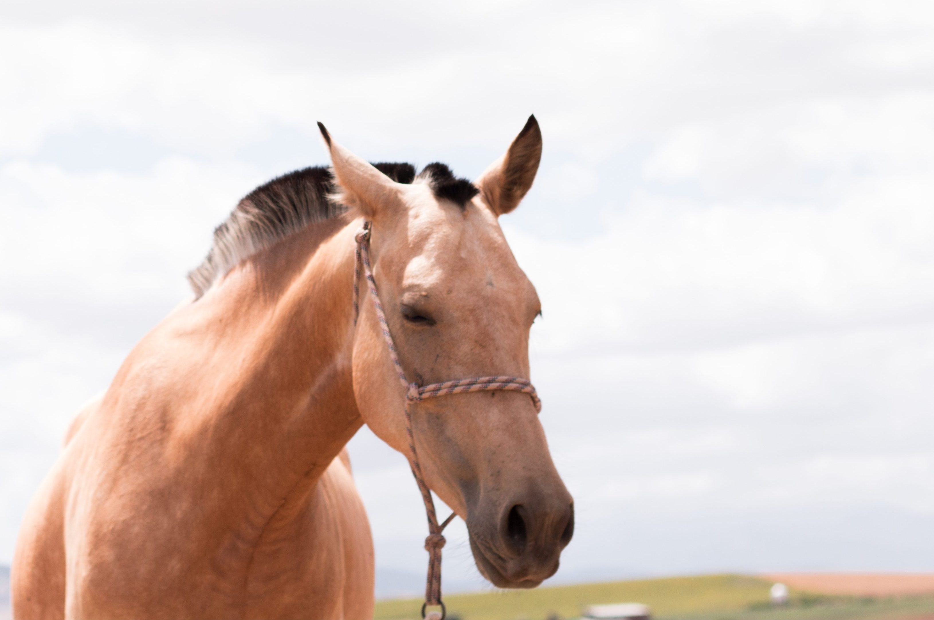 EQUINE-ASSISTED THERAPY Equine-assisted therapy offers survivors a low-stress, yet powerful channel to heal from trauma.